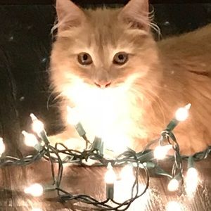 Meet your Posher, Katrina